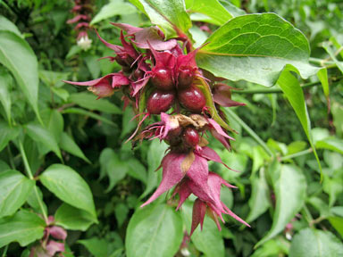 APII jpeg image of Leycesteria formosa  © contact APII