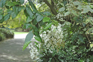 APII jpeg image of Ligustrum sinense  © contact APII