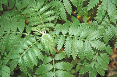 APII jpeg image of Melianthus comosus  © contact APII