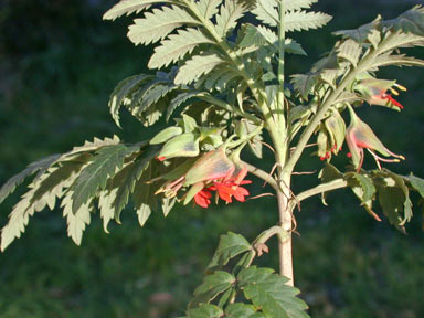 APII jpeg image of Melianthus comosus  © contact APII