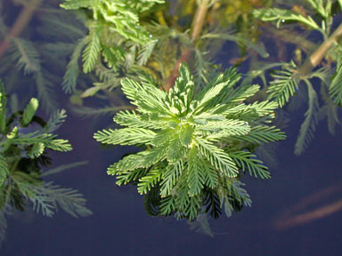 APII jpeg image of Myriophyllum aquaticum  © contact APII