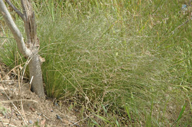 APII jpeg image of Nassella trichotoma  © contact APII