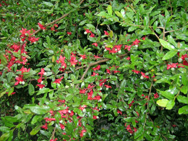 APII jpeg image of Ochna serrulata  © contact APII