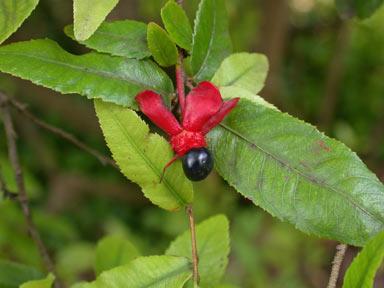 APII jpeg image of Ochna serrulata  © contact APII