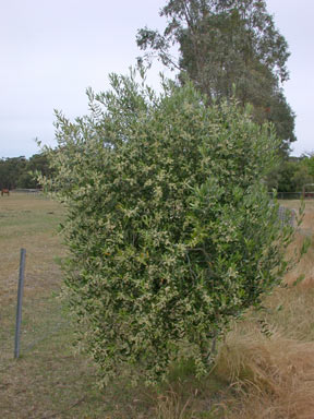 APII jpeg image of Olea europaea  © contact APII