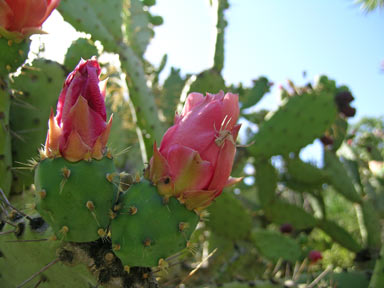 APII jpeg image of Opuntia elatior  © contact APII