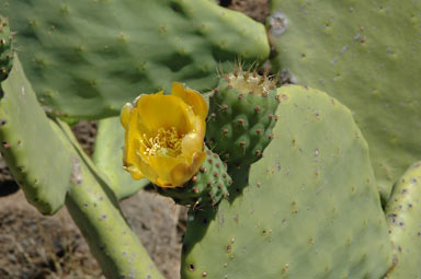 APII jpeg image of Opuntia ficus-indica  © contact APII