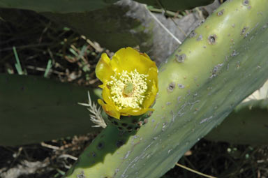 APII jpeg image of Opuntia ficus-indica  © contact APII