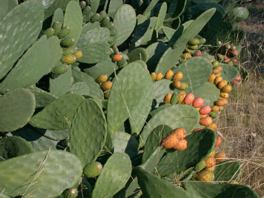 APII jpeg image of Opuntia ficus-indica  © contact APII