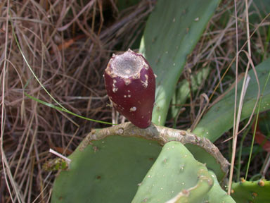 APII jpeg image of Opuntia stricta  © contact APII