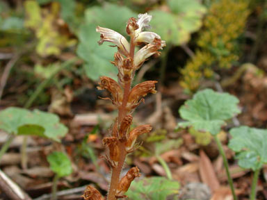 APII jpeg image of Orobanche minor  © contact APII