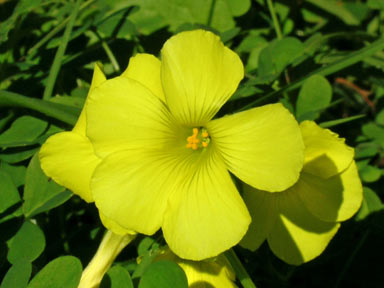 APII jpeg image of Oxalis pes-caprae  © contact APII