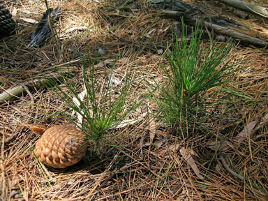 APII jpeg image of Pinus radiata  © contact APII