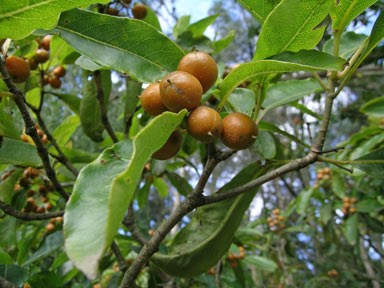 APII jpeg image of Pittosporum undulatum  © contact APII