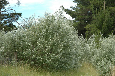 APII jpeg image of Populus alba  © contact APII