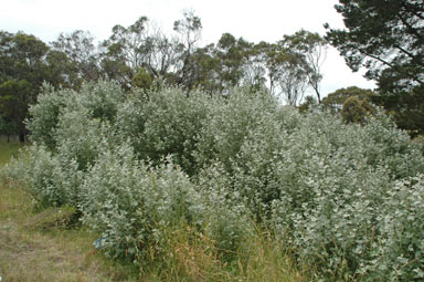 APII jpeg image of Populus alba  © contact APII