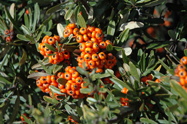 APII jpeg image of Pyracantha angustifolia  © contact APII