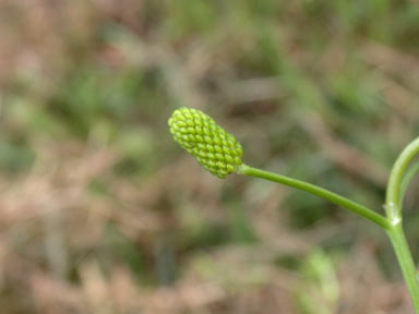 APII jpeg image of Ranunculus sceleratus subsp. sceleratus  © contact APII