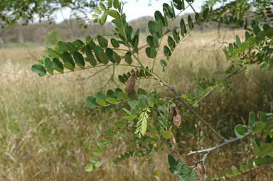 APII jpeg image of Robinia pseudoacacia  © contact APII