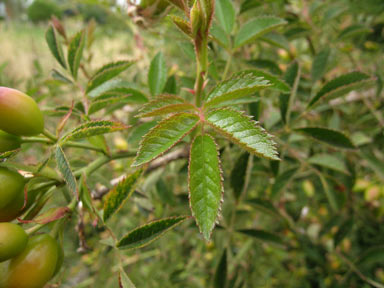 APII jpeg image of Rosa canina  © contact APII