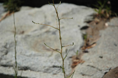 APII jpeg image of Lactuca saligna  © contact APII