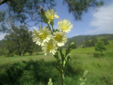 APII jpeg image of Lactuca saligna  © contact APII