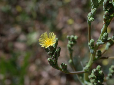 APII jpeg image of Lactuca serriola  © contact APII