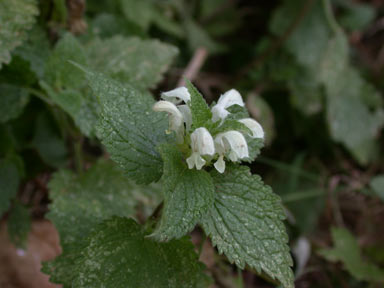 APII jpeg image of Lamium album  © contact APII