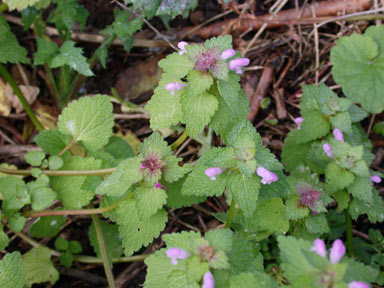 APII jpeg image of Lamium purpureum  © contact APII