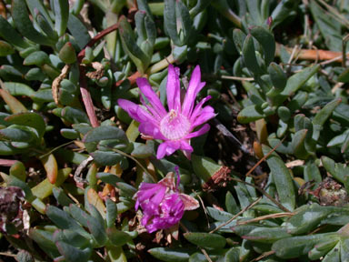 APII jpeg image of Lampranthus tegens  © contact APII