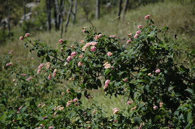 APII jpeg image of Lantana camara  © contact APII