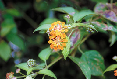 APII jpeg image of Lantana camara  © contact APII