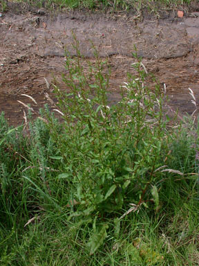 APII jpeg image of Rumex conglomeratus  © contact APII