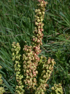 APII jpeg image of Rumex crispus  © contact APII