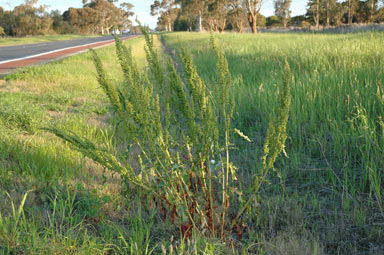 APII jpeg image of Rumex crispus  © contact APII