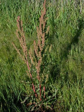 APII jpeg image of Rumex crispus  © contact APII