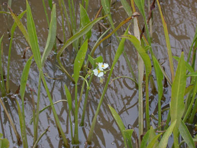 APII jpeg image of Sagittaria platyphylla  © contact APII