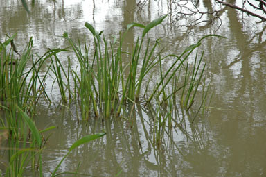 APII jpeg image of Sagittaria platyphylla  © contact APII