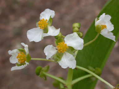 APII jpeg image of Sagittaria platyphylla  © contact APII