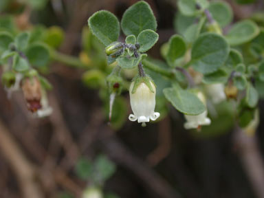 APII jpeg image of Salpichroa origanifolia  © contact APII