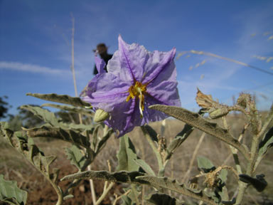 APII jpeg image of Solanum elaeagnifolium  © contact APII