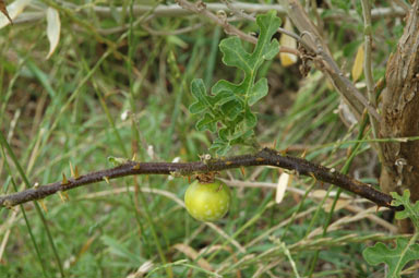 APII jpeg image of Solanum linnaeanum  © contact APII