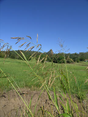 APII jpeg image of Sorghum halepense  © contact APII