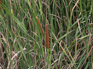 APII jpeg image of Typha domingensis  © contact APII