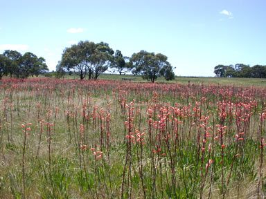 APII jpeg image of Watsonia meriana var. bulbillifera  © contact APII