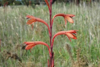 APII jpeg image of Watsonia meriana var. bulbillifera  © contact APII