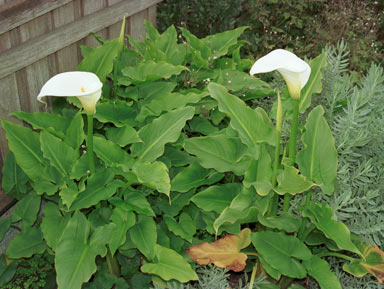 APII jpeg image of Zantedeschia aethiopica  © contact APII