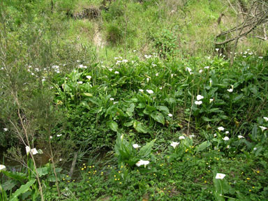 APII jpeg image of Zantedeschia aethiopica  © contact APII