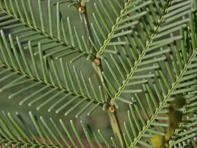 APII jpeg image of Acacia decurrens  © contact APII