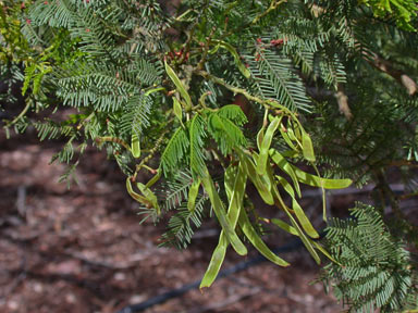 APII jpeg image of Acacia decurrens  © contact APII